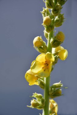 Çiçekli şifalı bir bitki.