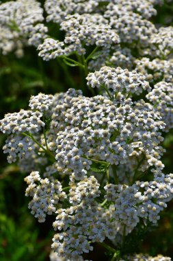 Sıradan kiraz kuşu, çiçekli şifalı bitki.