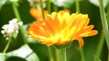 Kadife çiçeği, sarı çiçekli şifalı bitki.