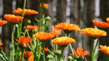 Kadife çiçeği, çiçekli şifalı bitkiler, grup