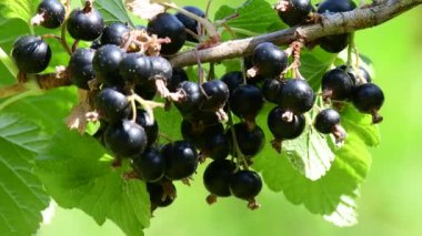 black currants at its bush in a soft summer breeze, closeup