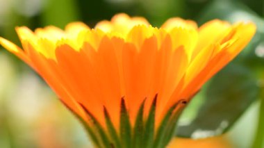 Kadife çiçeği, çiçekli şifalı bitki, makro görüş.