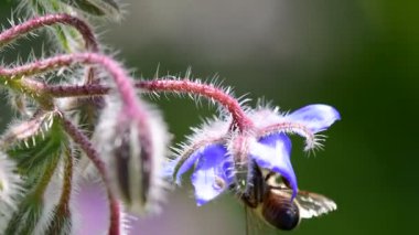 Borage, baharat çiçeği ve bal arısı ve makro manzaralı tıbbi bitki.