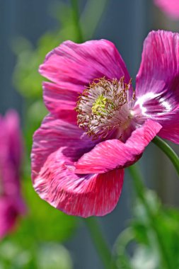 opium poppy flower in a German garden in summer