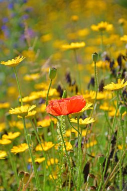 single red poppy within the golden marguerite on a wonderful blurred background