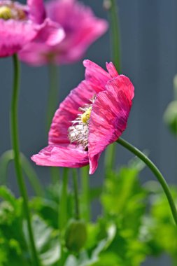 opium poppy flower in a German garden in summer