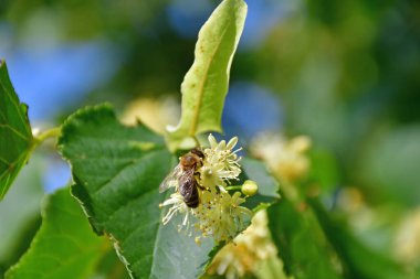 Büyük yapraklı kireç ağacı, çiçekli şifalı ağaç ve arı