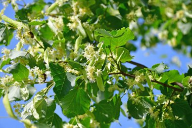 Büyük yapraklı kireç ağacı, çiçekli şifalı ağaç 