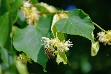Büyük yapraklı kireç ağacı, çiçekli şifalı ağaç ve arı