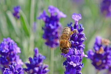 Lavanta, arılı şifalı bitki çiçeği.