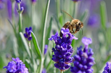 Lavanta, arılı şifalı bitki çiçeği.