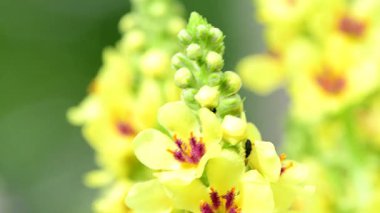 Yazın Almanya 'da bir bahçede çiçekli siyah bir yelkenli.