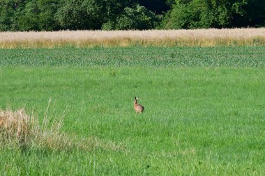 Almanya 'da yaz mevsiminde çayır yaban tavşanı
