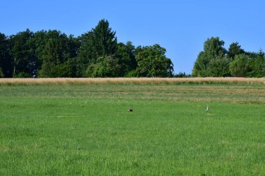 Almanya 'da yaz mevsiminde bir çayırda sıradan bir balıkçıl ile birlikte sıradan bir tavşan.