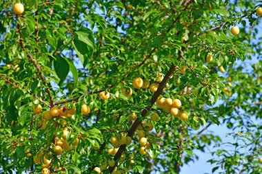 Almanya 'da yazın kiraz eriği ve sarı meyveler