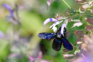 Marangoz arısı Almanya 'da yazın bilge bir çiçeğin üzerinde