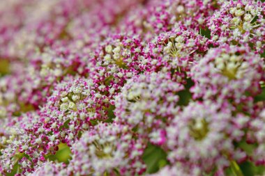 Makro manzaralı vahşi pembe havuç çiçeği.