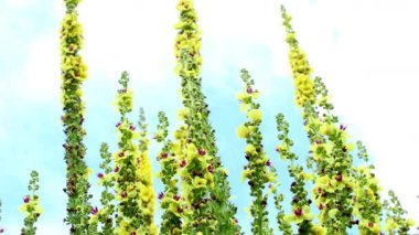 Almanya 'da bir bahçede, çiçekli siyah bir yelkenli, kurbağa manzaralı, gökyüzüne kadar