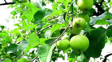  Yazın ağaçtaki elmalar