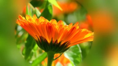 Kadife çiçeği, bitkisel bir bahçede çiçekli şifalı bitki, odak noktası