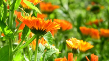 Yazın bitkisel bir bahçede kadife çiçekleri, yakın çekim için yakınlaştırın.