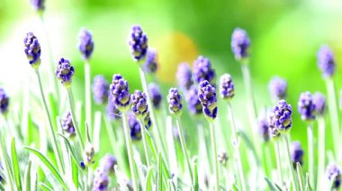 Lavanta, şifalı bitki ve baharat. Yazın çiçekli. Arka planda bulanıklık olan yakın plan çekimine yakınlaş.