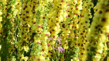 Yazın böcekli siyah yelken çiçekleri.