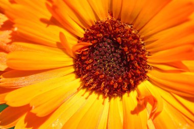 Kadife çiçeği, makro manzaralı şifalı bitki.