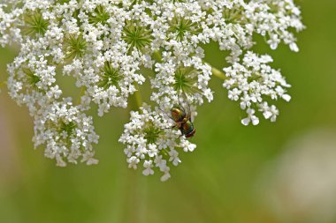 Yaygın yeşil şişe yaban havucu çiçeğinin üstünde uçar.
