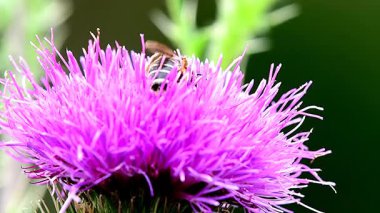 Yazın Almanya 'da devedikeni çiçeğinin üzerindeki yabanarısı, makro manzara