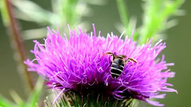 Almanya 'da yaz mevsiminde devedikeni çiçeğinin üzerindeki arı, halictus türünün makro görüntüsü, çiçeğin içine dalıyor.