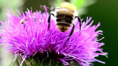 Yazın Almanya 'da devedikeni çiçeğinin üzerindeki yabanarısı, makro manzara