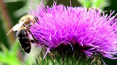 Almanya 'da yaz mevsiminde devedikeni çiçeğinin üzerindeki arı, makro manzara