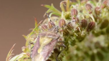 Makro manzaralı bir havuç çiçeğinin üzerindeki kıllı kalkan böceği.