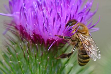 Makrodaki boğa dikeni çiçeğinin üzerindeki arı.