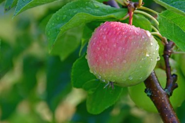 Almanya 'da bir ağaca çiğ damlalarıyla olgun elma damlaları