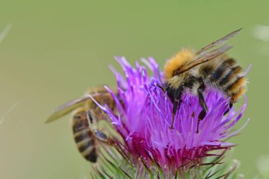 Makrodaki bir boğa dikeni çiçeğinin üzerindeki yaban arısı