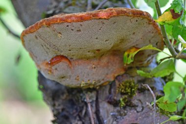 Bir elma ağacındaki kıvrımlı parantez