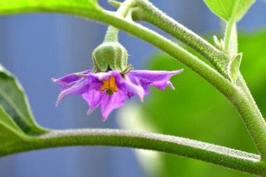 Almanya 'da yazın çiçekli yumurta.