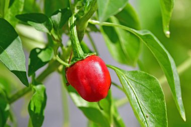 Jalapeno bitkisinin üzerine kırmızı biber döker.