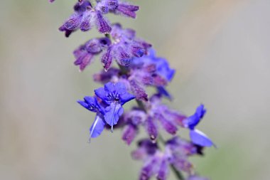 Salvia alt cinsi Perovskia Almanya 'da yaz aylarında çiçeklerle doludur.