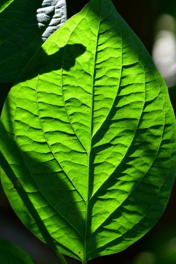Koyu arkaplanda yeşil yaprak
