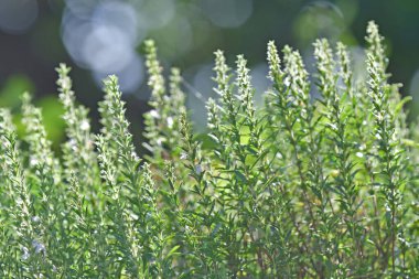 Yazın yapraklar ve çiçeklerle tatlıdır.