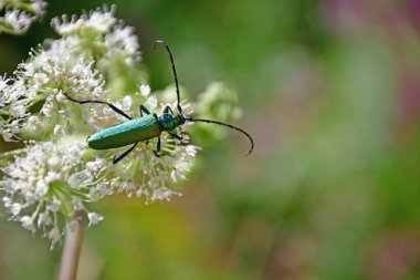 Vahşi bir meleğin çiçeğindeki misk böceği.