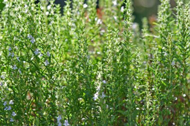 Yazın yapraklar ve çiçeklerle tatlıdır.