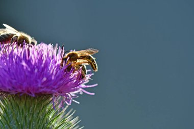 Çiftleşme sırasında devedikeni çiçeğinin üzerindeki arılar.