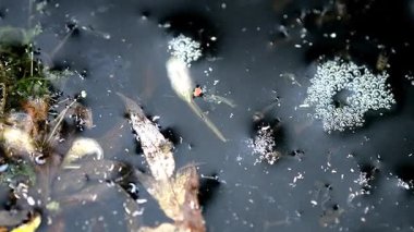 Sıçan kuyruklu kurtçuk, ısırgan otu gübresiyle kovada uçan sıradan dron larvası. 