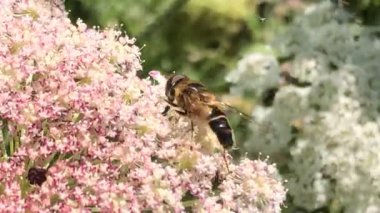 Almanya 'da yaz aylarında larvalarla uçan sıradan bir dron, bir çiçek karıncasında ısırgan otu gübresindeki larvalardır.