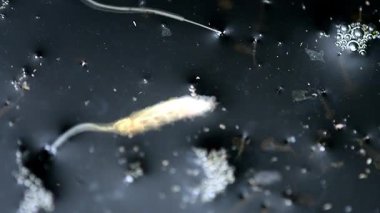 Sıçan kuyruklu kurtçuk, ısırgan otu gübresiyle kovada uçan sıradan dron larvası. 