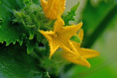 Çiçekli salatalık yetiştiriyorum.